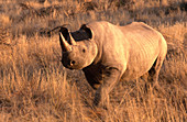 Black Rhinoceros (Diceros bicornis)