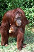 Orangutan carrying young
