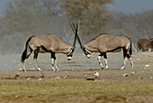 Gemsbok