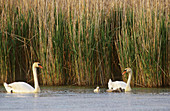 Mute Swans (Cygnus olor) with young