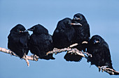 Common Crows
