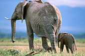 African Elephant and young