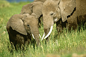 African Elephant with young