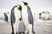 Emperor Penguins with chick