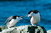 Chinstrap Penguins interacting