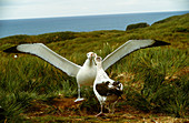 Wandering Albatross