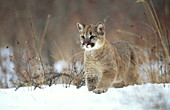 Cougar (Felis concolor)