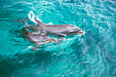 Common Dolphins
