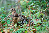 Ruffed Grouse