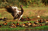 Gambian Spur-Winged Geese