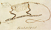 Iguanodon Illustration