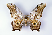 Large Frosted Emperor Moth