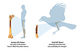 Comparative Bone Anatomy,Bird and Human