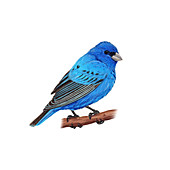 Indigo Bunting