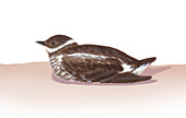 Murrelet