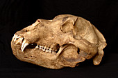 Kodiak Bear Skull