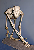 Chimpanzee skeleton