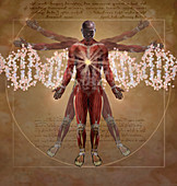 New Vitruvian Man