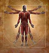 New Vitruvian Man