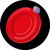 Schizont on Blood Cell