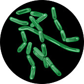 Leprosy Bacteria