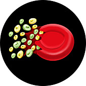 Ruptured Schizont Blood Cell