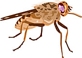Tse-Tse Fly Illustration