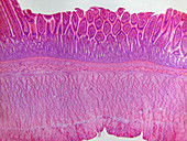 Mammalian Large Intestine
