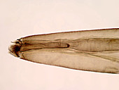 Mosquito Larva Siphon