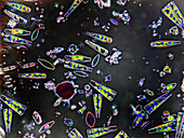 Mixed Diatoms