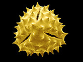 SEM of Chrysanthemum Pollen