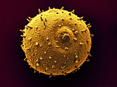 SEM of Weigela Florida Pollen