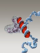 Gene Silencing by U1 Adaptor