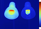 Incandescent and Compact Fluorescent Lamp
