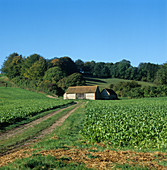 Farm with turnip fodder crop