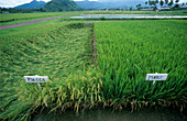 Short and normal rice plot comparison