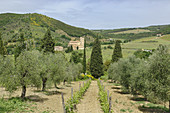 Vineyard and Olive Trees