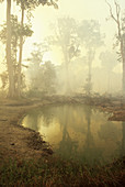 Deforestation in Brazil