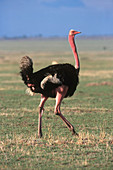 Masai Ostrich