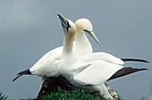 Northern Gannet