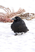 Common Raven at Deer Carcass