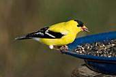 American Goldfinch Eats Sunflower Seeds