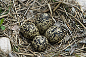 Killdeer Eggs in Nest