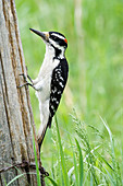 Male Hairy Woodpecker