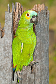 Blue-fronted Parrot at nest entrance