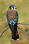 American Kestrel