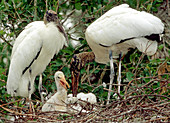 Wood Storks with chick