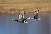 Mallard & Pintail