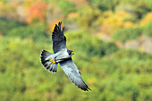 Peregrine Falcon