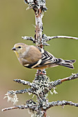 American Goldfinch